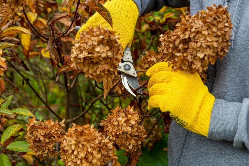 Comment tailler les hortensias