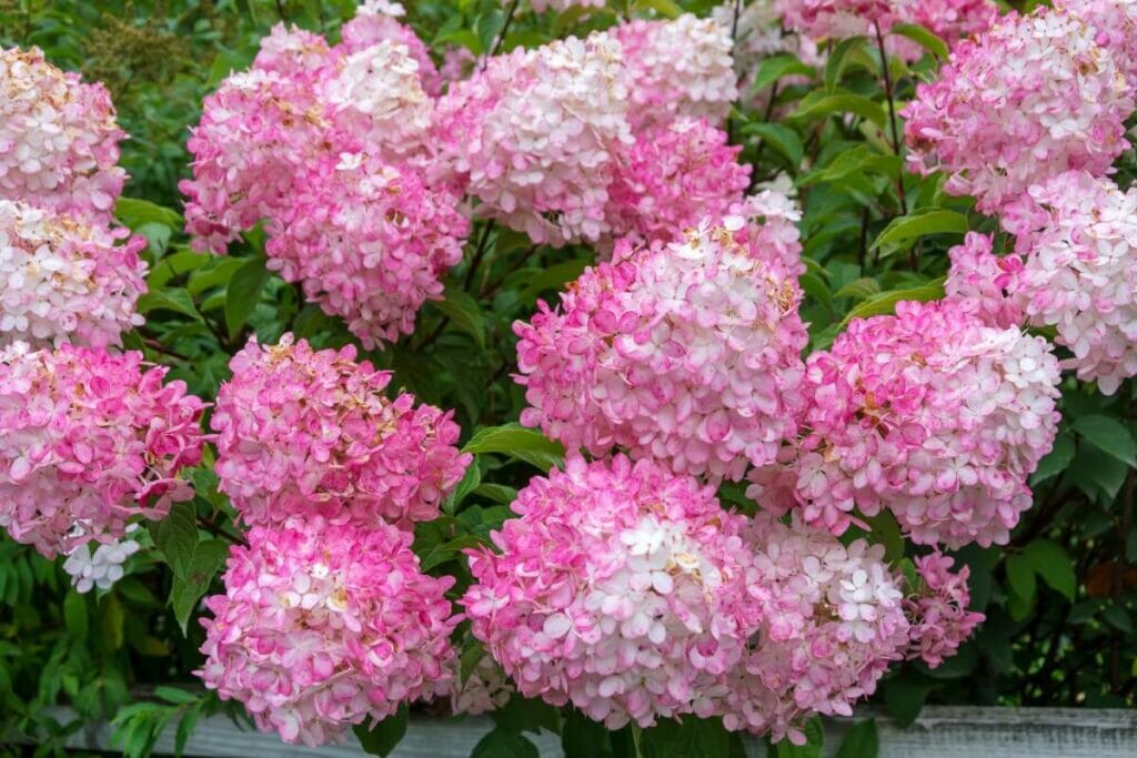 Hortensias paniculés