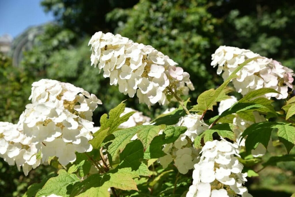 Hortensias à feuilles de chêne