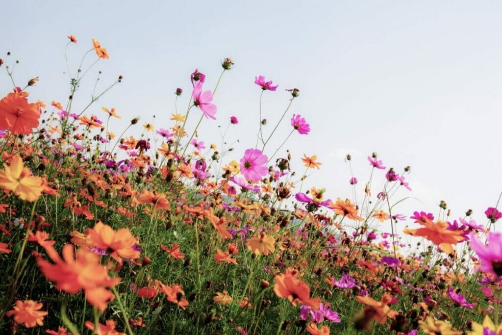 Jaune d'aster
