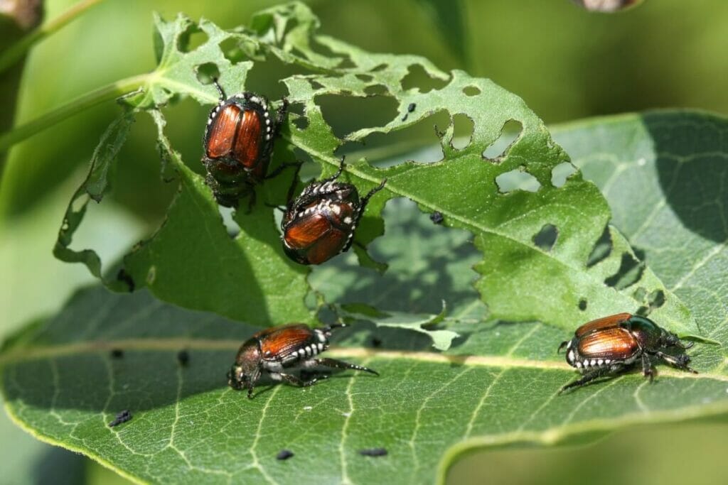 Insectes des plantes