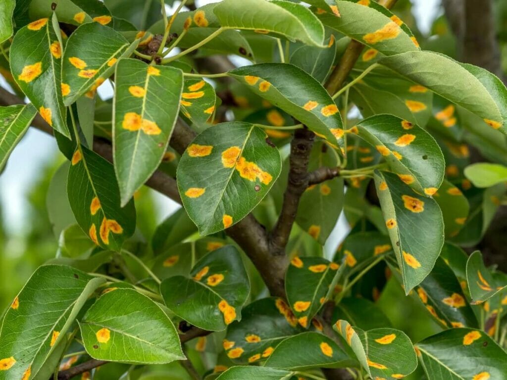 Maladies des taches foliaires