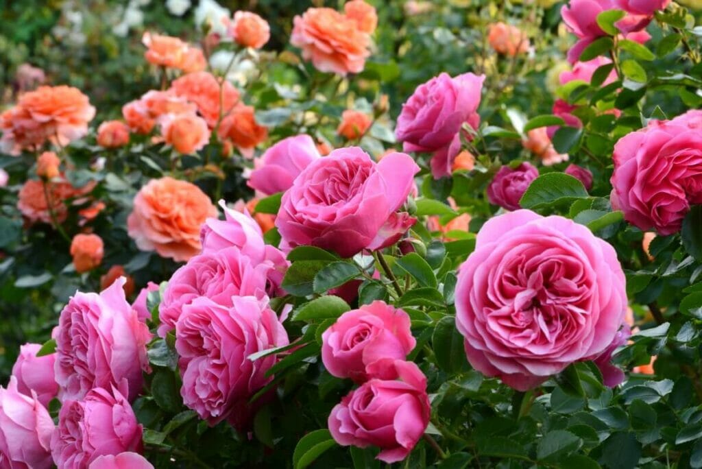 Fleur ordinaire