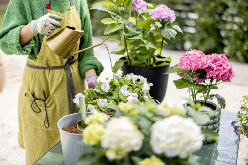 Hortensias en pots
