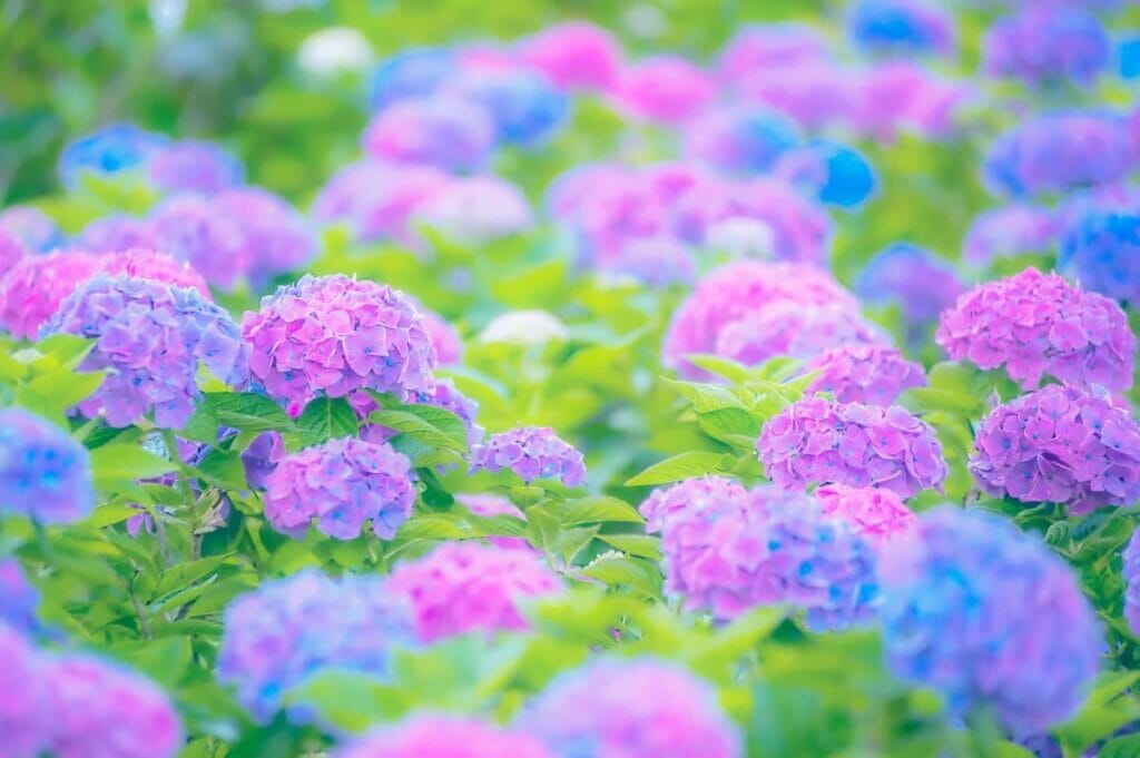 Arrosage des hortensias récemment plantés