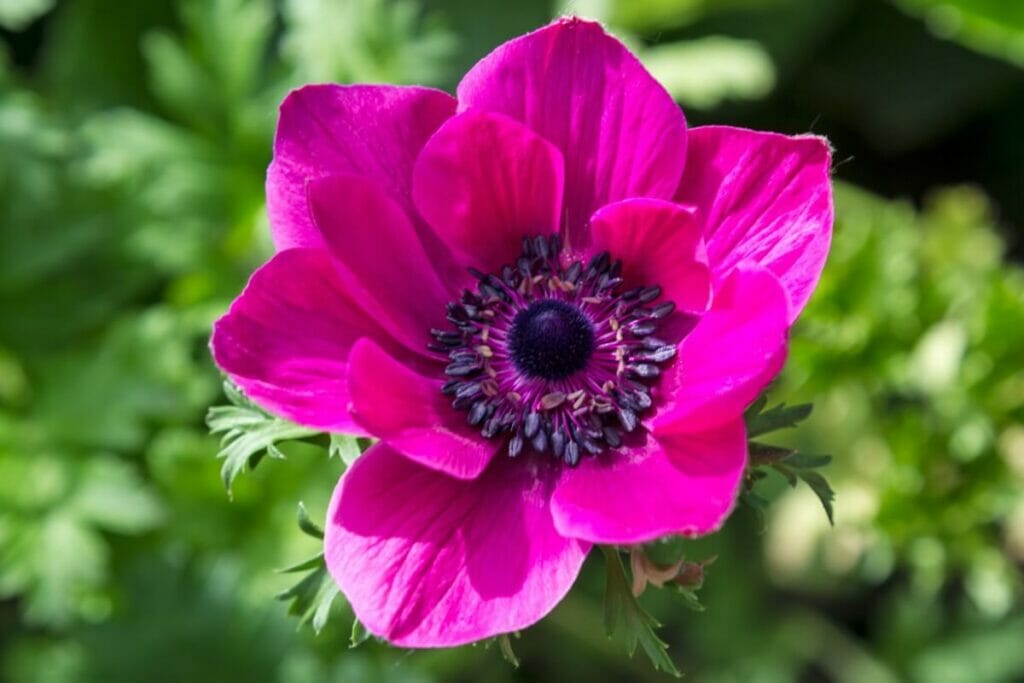 A propos des fleurs d'anémone