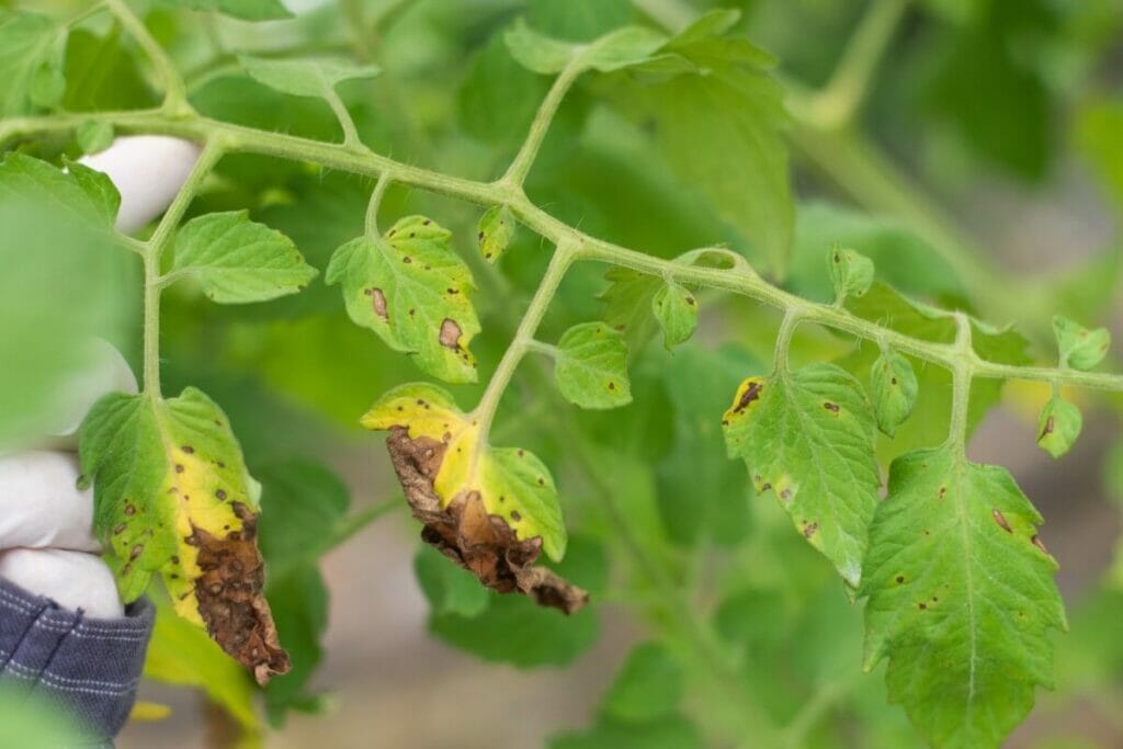 Alternaria Blight