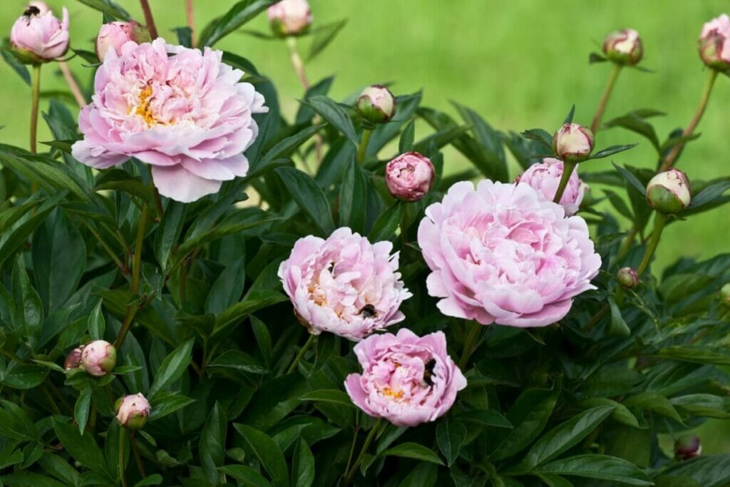 Signes d'un manque de nutriments chez votre pivoine