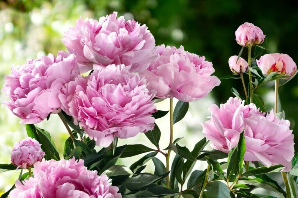 Fertilisation et santé des pivoines
