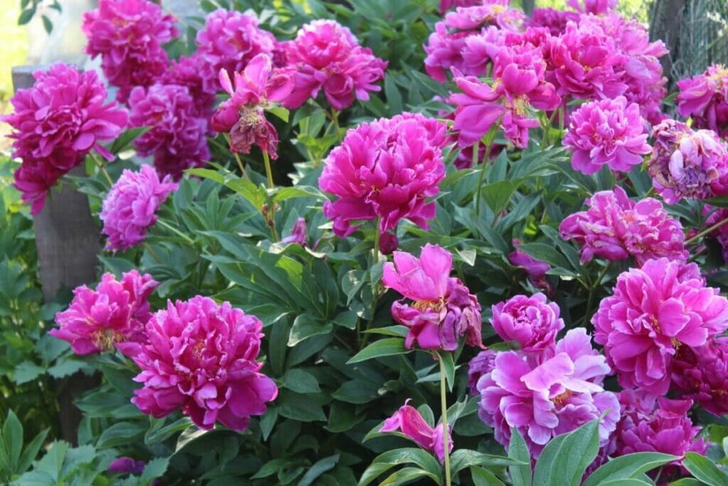 Raisons de diviser une pivoine