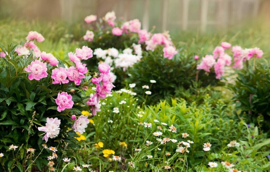 Comment diviser une pivoine