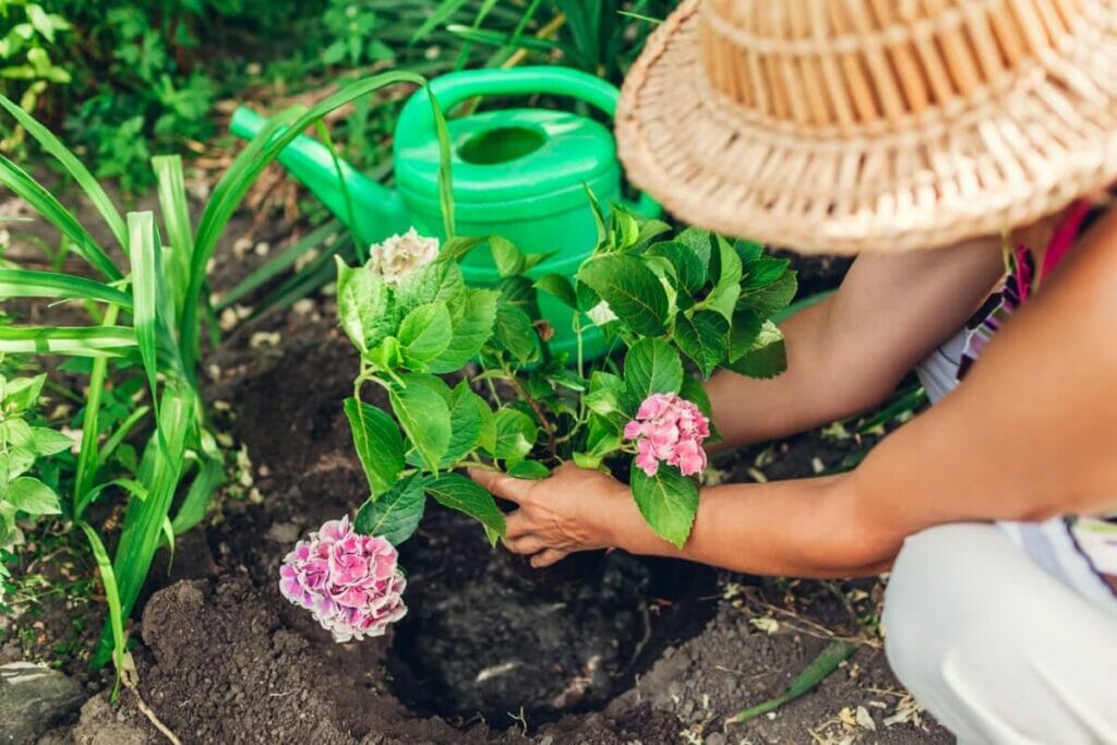 Transplantation de boutures dans le jardin