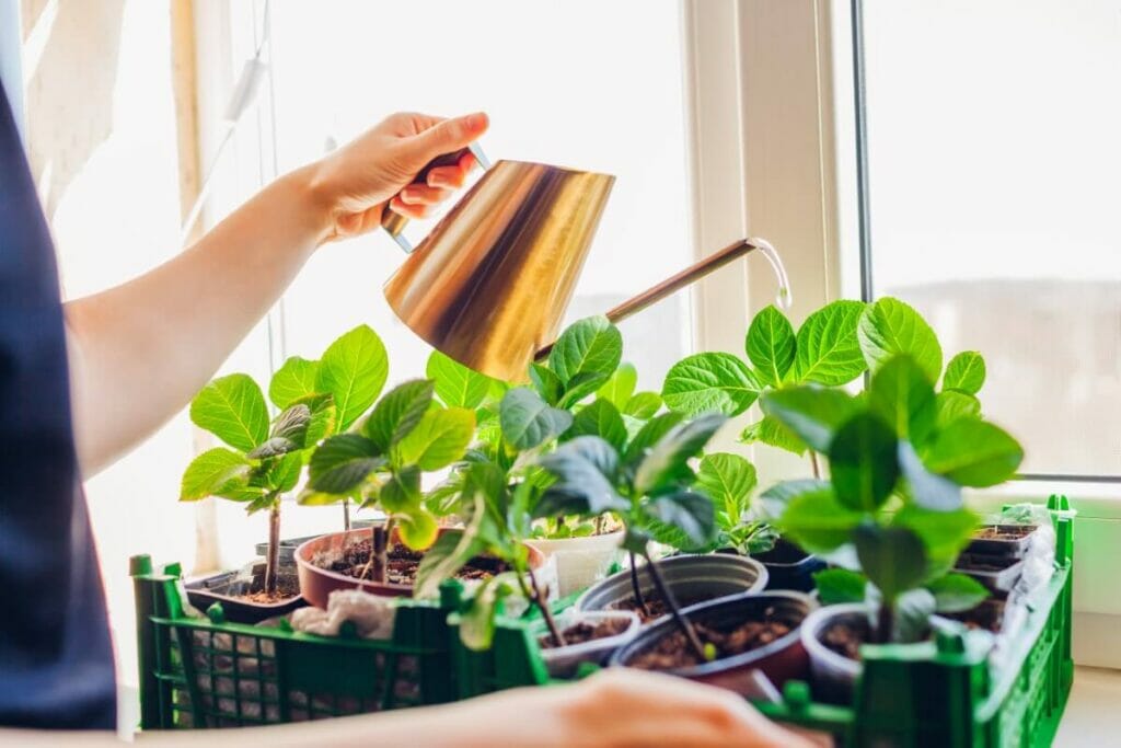 Planter vos boutures