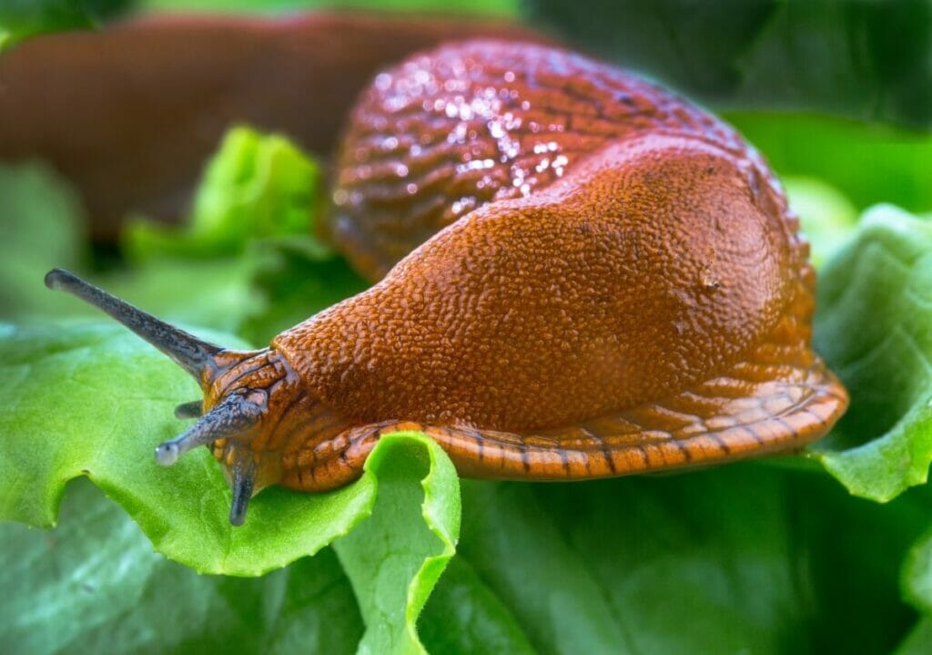 Limaces