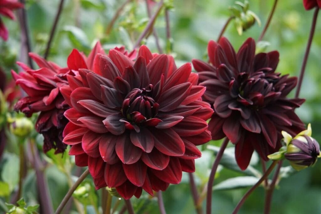 Caractéristiques botaniques