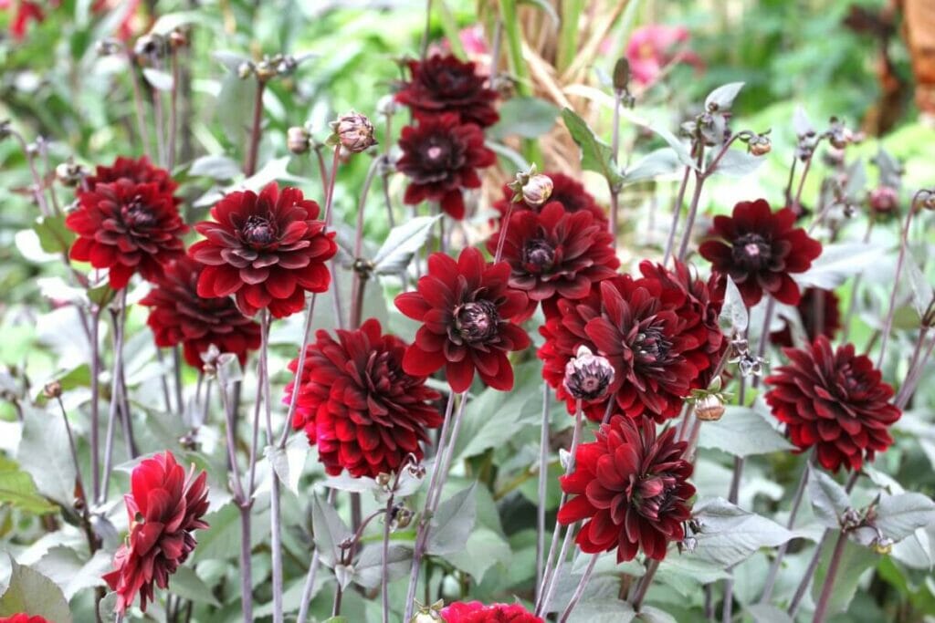 Comment cultiver les dahlias noirs