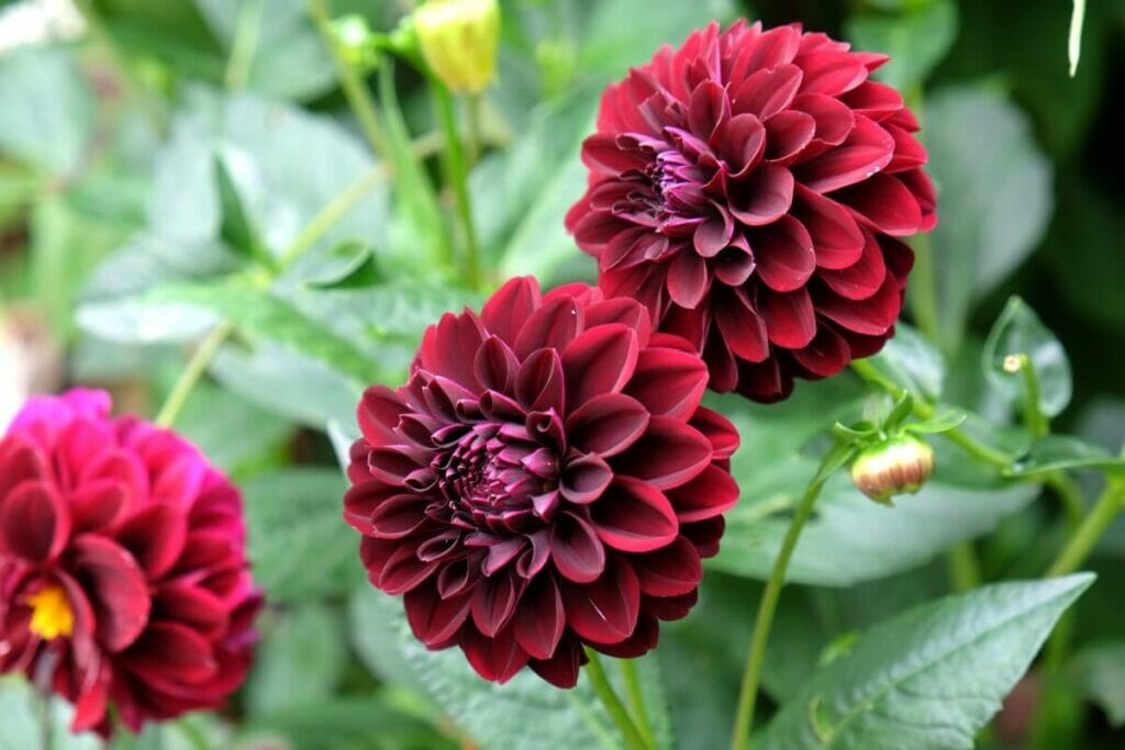 Signification et symbolisme du Dahlia noir