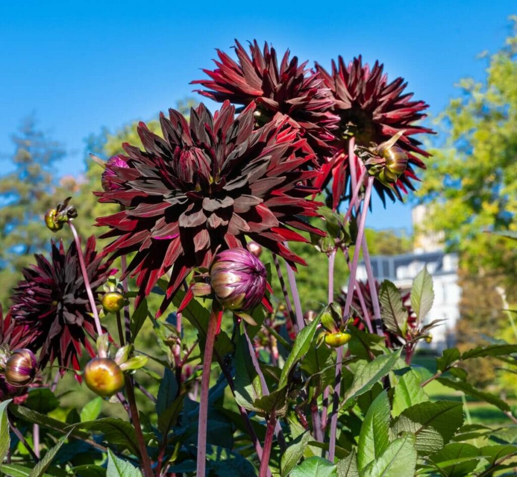 Variétés populaires de dahlias noirs