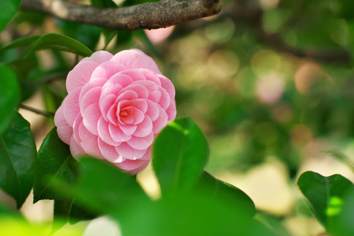 20 variétés de camélias roses à planter pour un jardin magnifique ...