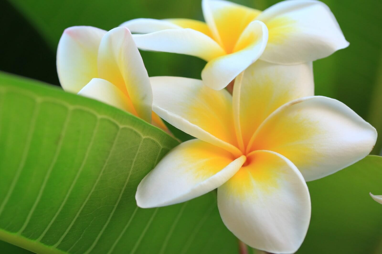 30 Vari t s tonnantes De Fleurs Exotiques Planter Chez Soi Pour Un 
