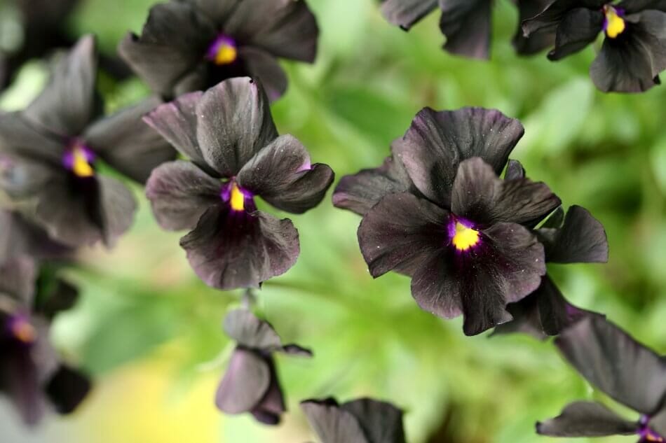 Pourquoi les fleurs et les plantes ont-elles les couleurs qu'elles ont ?