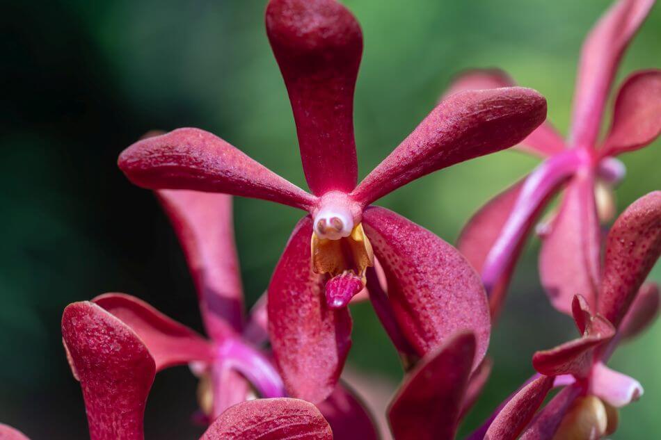 Orchidées à coque (Encyclia)