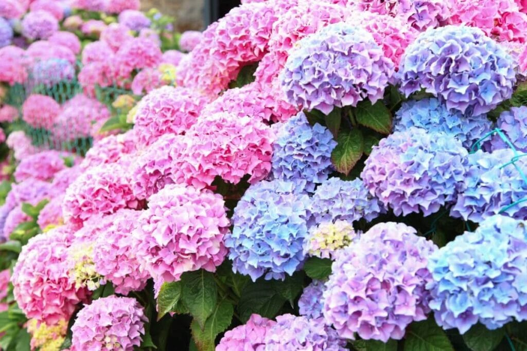 Types d'hortensias