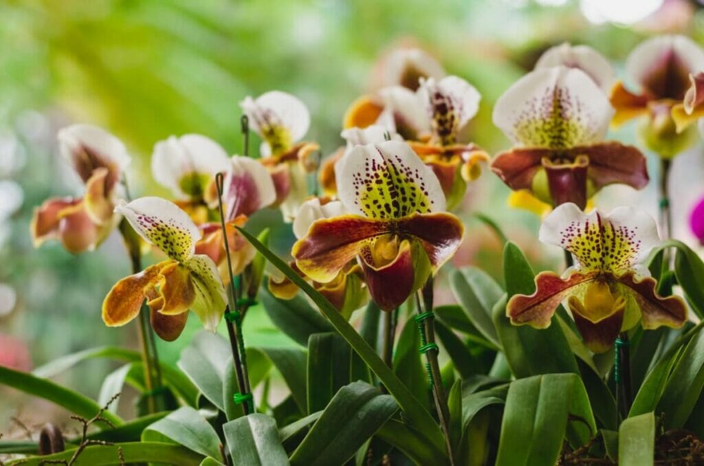 Orchidée cypripède (Cypripedioideae spp.)