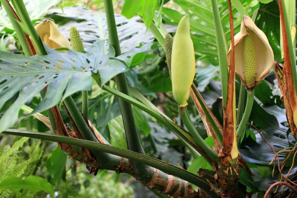 Tous les Monsteras peuvent-ils produire des fruits ?