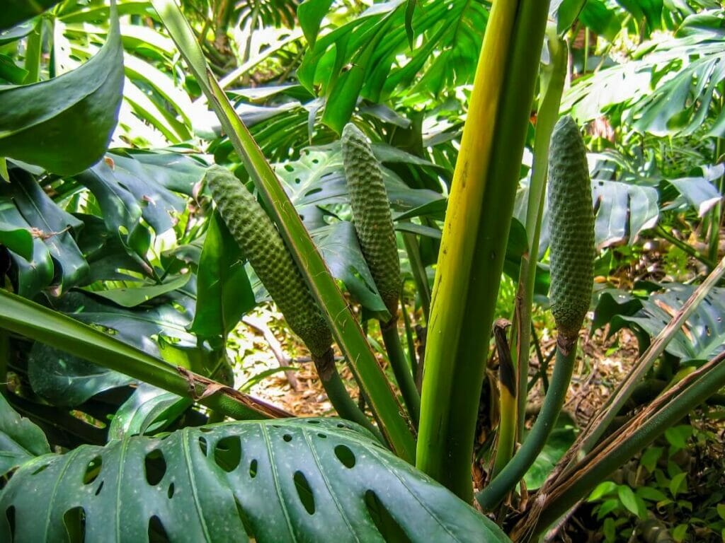 À quoi ressemblent les fruits de la monstera ?