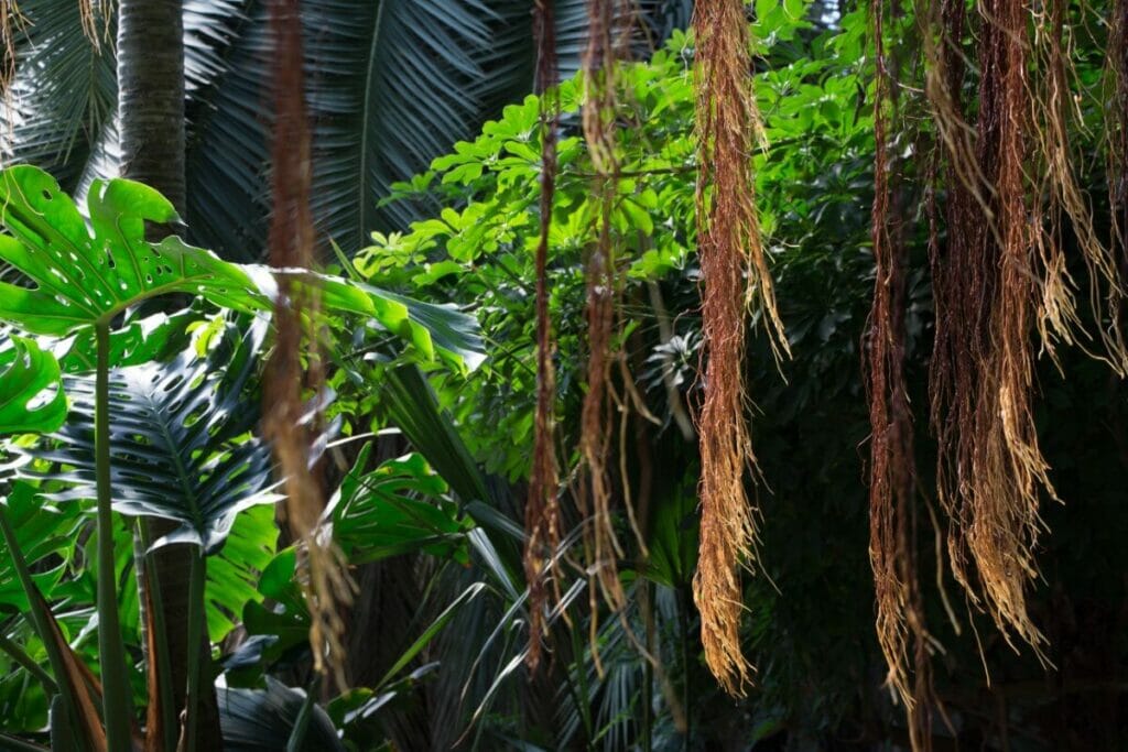 Où la monstera est-elle originaire ?