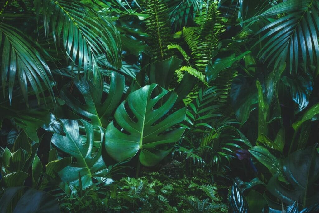 A propos de Monstera Plants