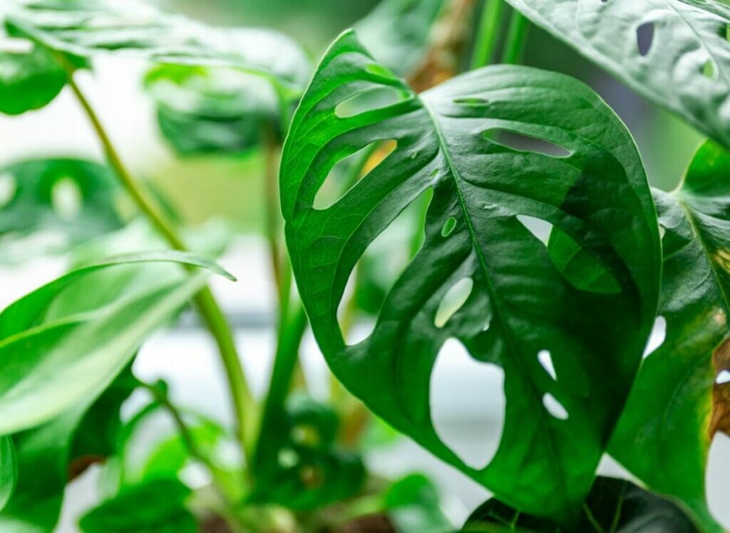 Pourquoi les feuilles de monstera se fendent-elles ?