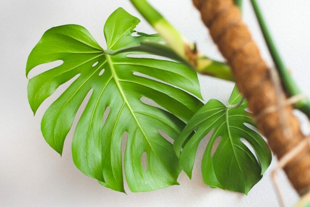 Comment faire pour que les feuilles de la monstera se séparent