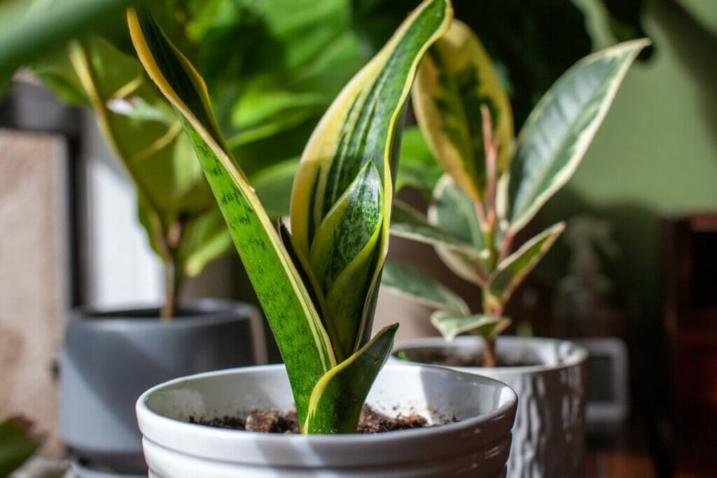 Les plantes serpents purifient-elles l'air ?