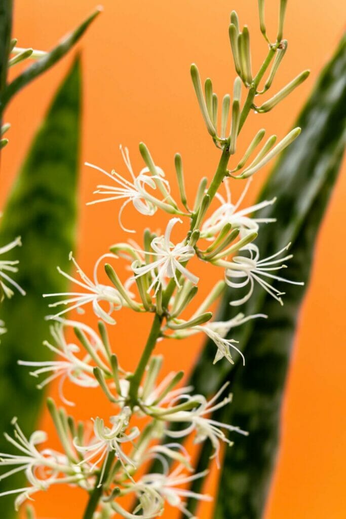 Les plantes serpents produisent-elles des fleurs ?