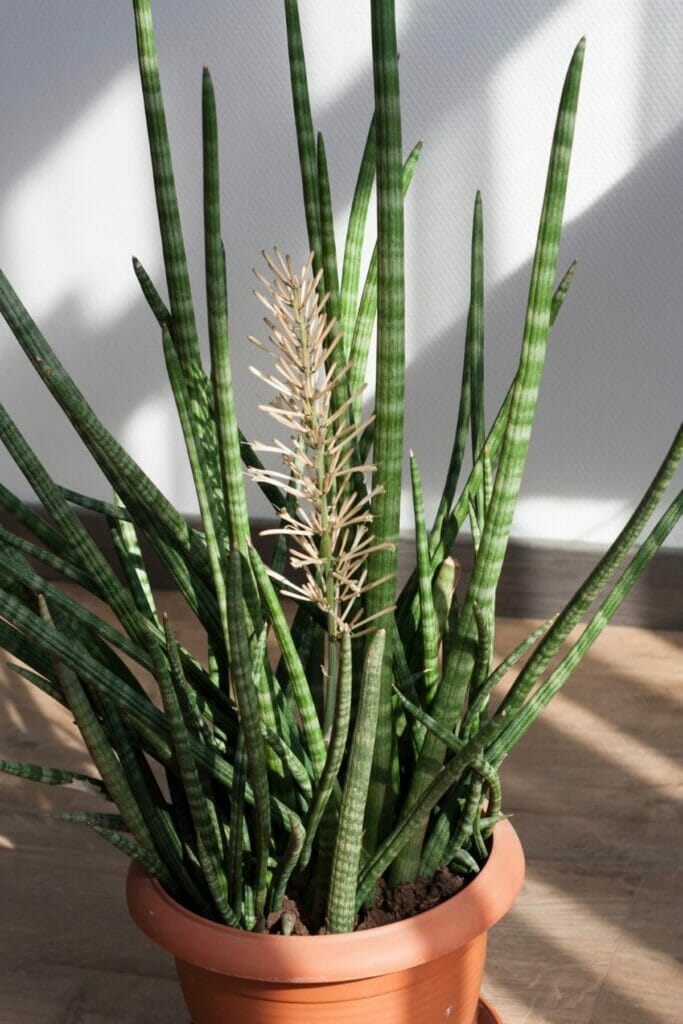 Comment faire fleurir ma plante serpent ?