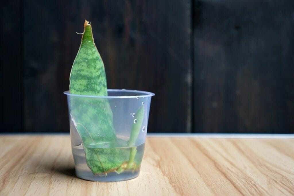 Les plantes serpents peuvent-elles pousser dans l'eau ?