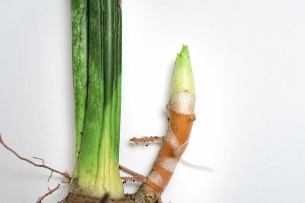 Comment cultiver des plantes serpents dans l'eau