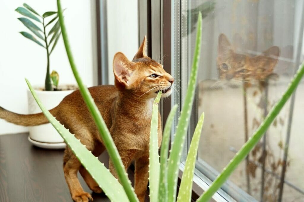 Que faire si mon chien ou mon chat mange une plante d'aloès ?