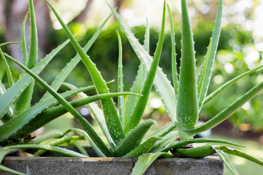 A propos des plantes d'aloès