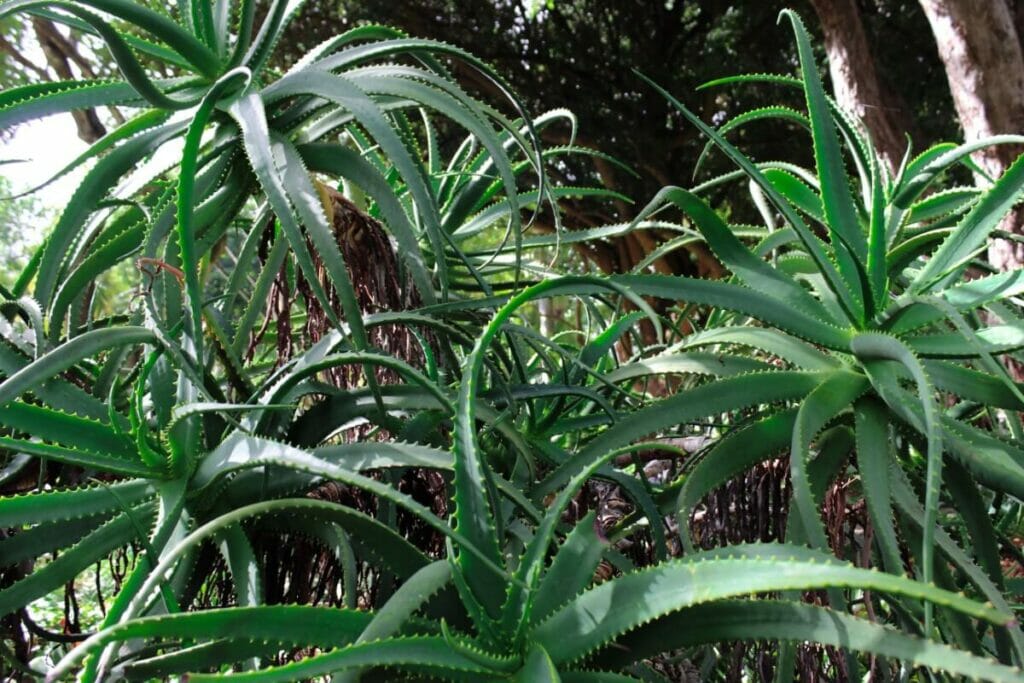 Quel est le cycle de vie naturel d'une plante d'aloès dans la nature ?