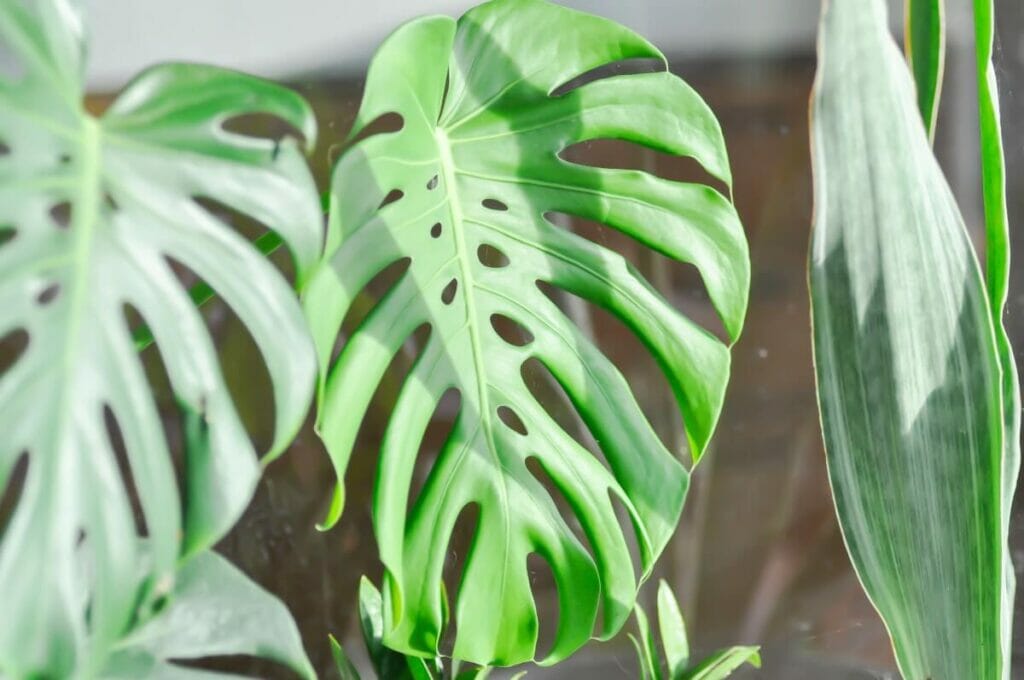 Les différences entre les plantes monstres et les plantes serpents