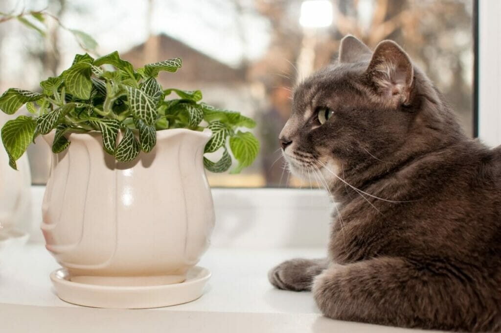 Les plantes nerveuses sont-elles toxiques pour les chats, les chiens et les humains ?