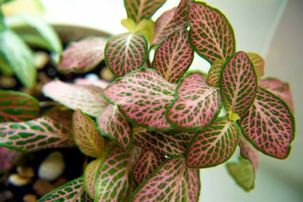 Prendre soin des plantes nerveuses