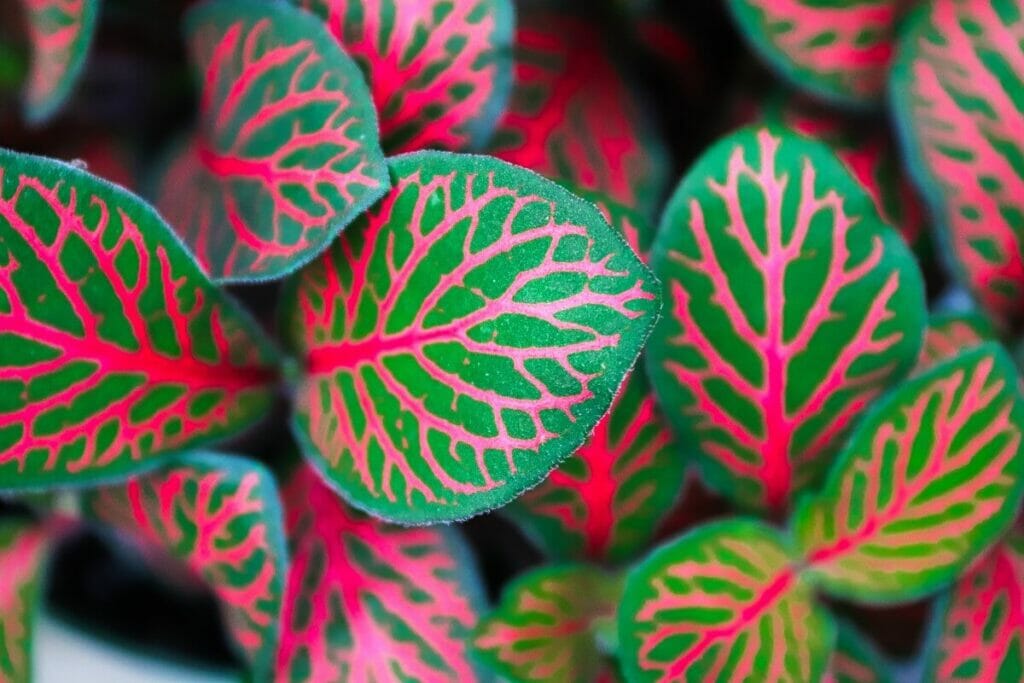 Conseils et considérations pour la manipulation des plantes nerveuses