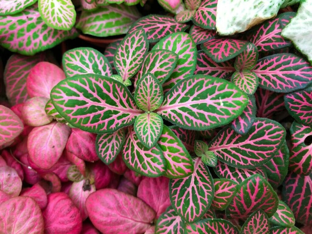 À propos des plantes nerveuses