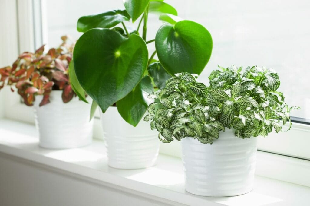 Conseils pour tenir vos animaux à l'écart des plantes nerveuses