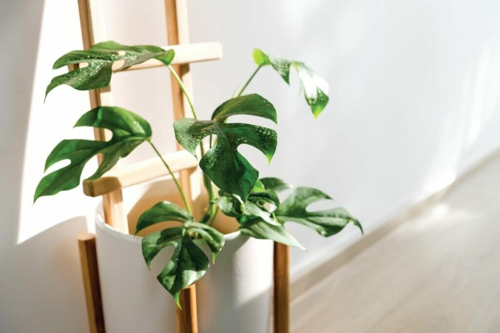 Types de plantes disponibles