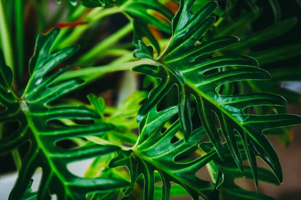 Les différences entre les monstres et les philodendrons